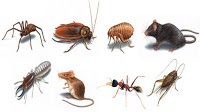 Onsite Pest Control 376828 Image 1